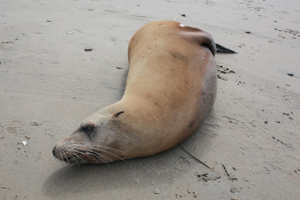 Aumento-la-mortandad-lobos-marinos-Baja-California-toxina-marina