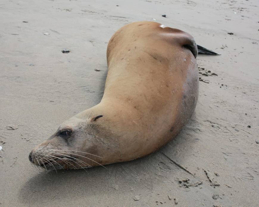 Aumento-la-mortandad-lobos-marinos-Baja-California-toxina-marina