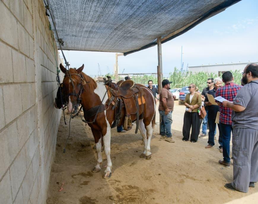 Supervisan SMADS, FGE y Ayuntamiento de Ensenada establo en el bulevar Costero tras muerte de equino