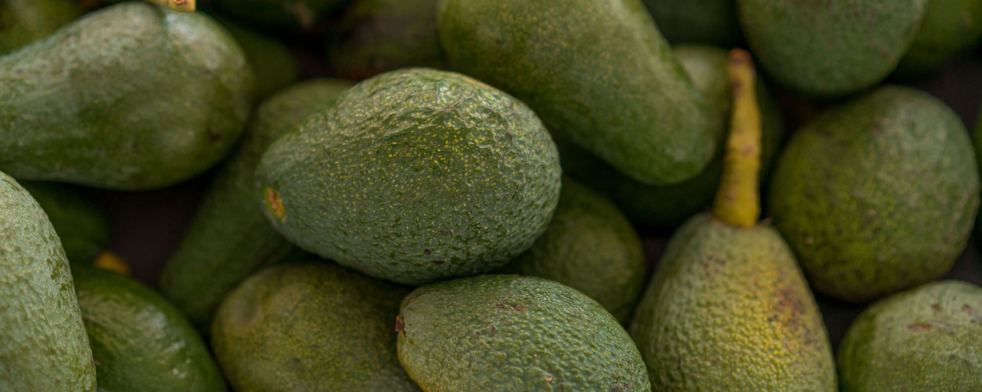 Endurecen reglas para el traslado de aguacate de exportación: frenan a intermediarios hacia EE. UU.