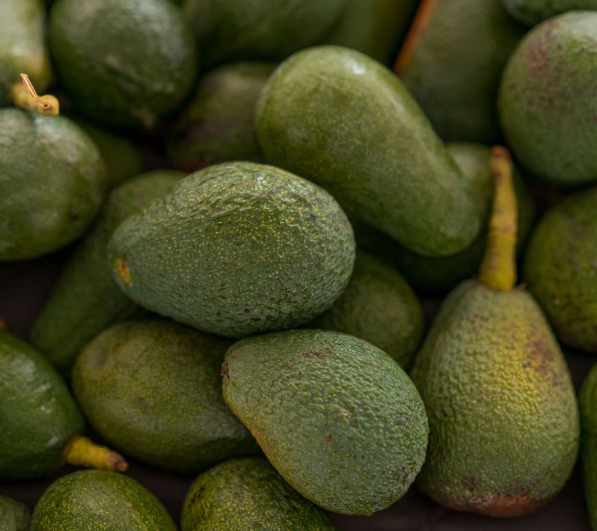 Endurecen reglas para el traslado de aguacate de exportación: frenan a intermediarios hacia EE. UU.